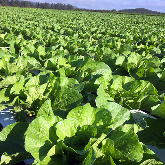 野辺山の野菜